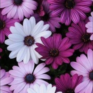 Meet your Posher, Ephrosyne